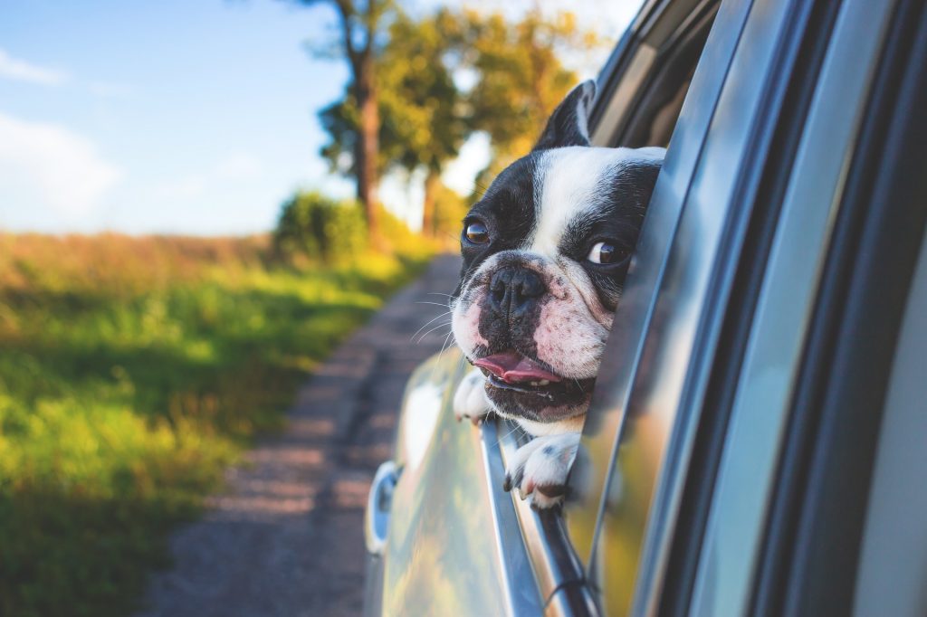 Dog Car Ride