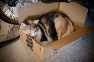 Cats Love Amazon Prime Too