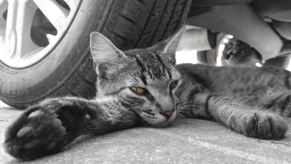 Cat and Car Tire