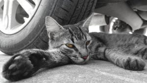 Cat Sleeping By Car Tire
