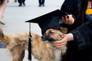 Dog College Graduation Cap