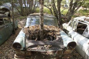 Old Junk Car In Woods