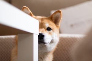 Shiba Inu Dog